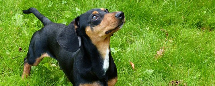 四个月狗狗一天吃多少克狗粮