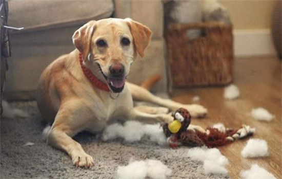 ​怎么陪狗狗在室内玩耍