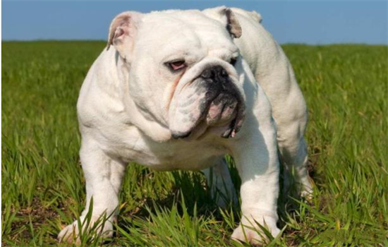 ​狗狗对别的狗凶怎么办