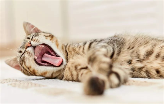 ​早晨猫咪一直蹭你是什么意思