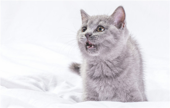 猫一直吐舌头喘气是怎么回事