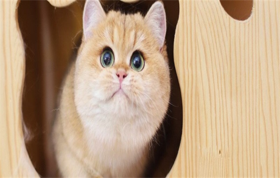 ​金渐层换胎毛后颜色会变吗