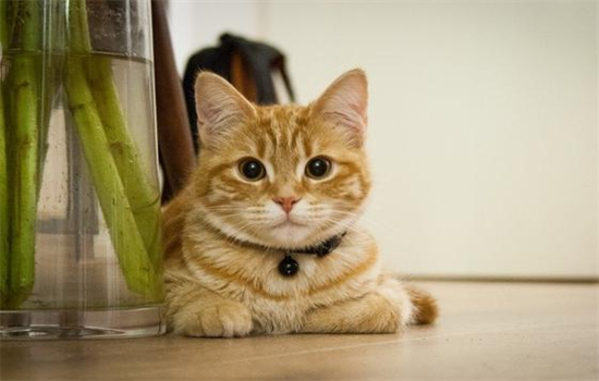 猫不让人摸是为什么