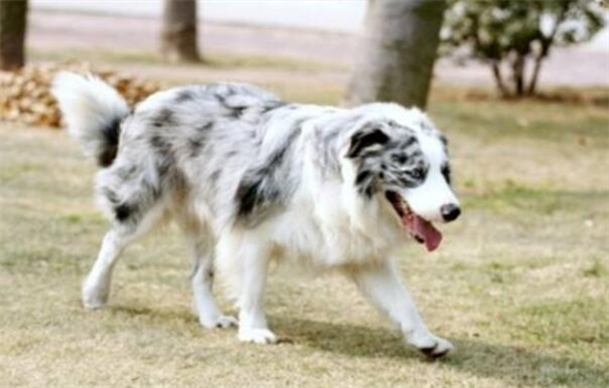 ​狗狗软骨素和钙片的区别