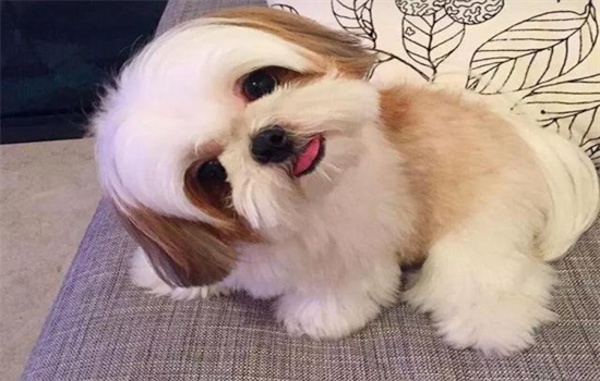 ​狗应该喝什么水才正确