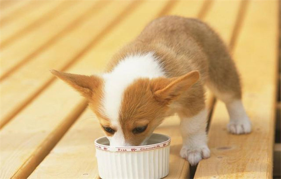 ​幼犬喝什么水
