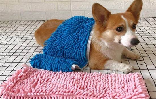 ​狗刨窝是怎么回事