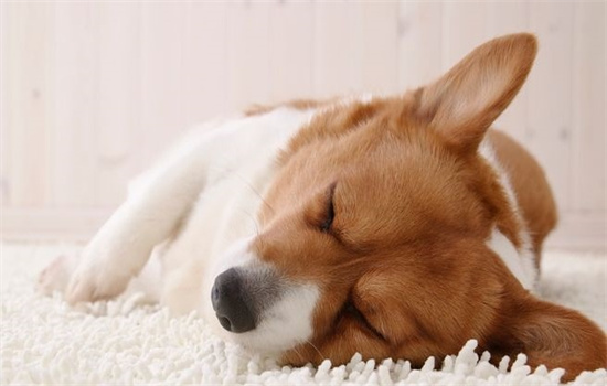 ​狗狗害怕发抖怎么安抚