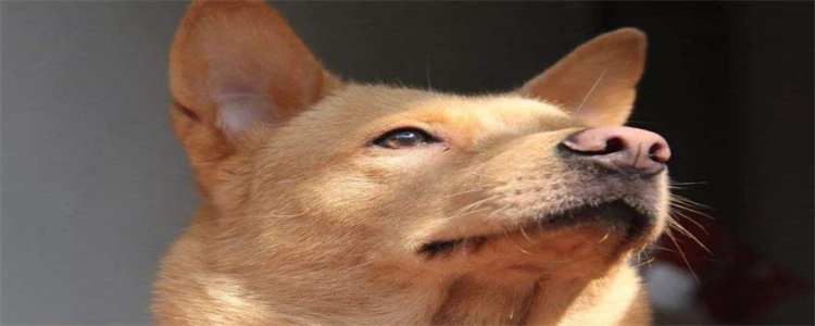 ​狗狗把自己皮肤抓破了怎么办