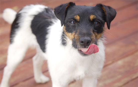 ​狗狗把自己皮肤抓破了怎么办