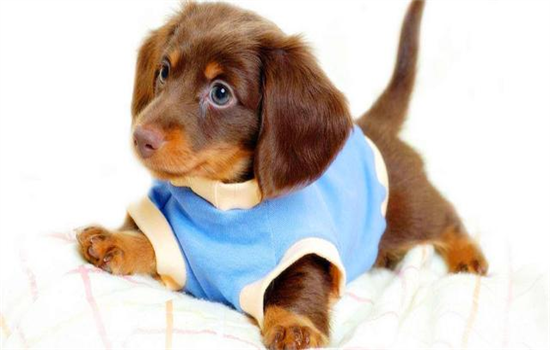 小狗总是卡呕是什么原因