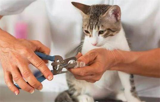 猫指甲多久剪一次,怎么剪