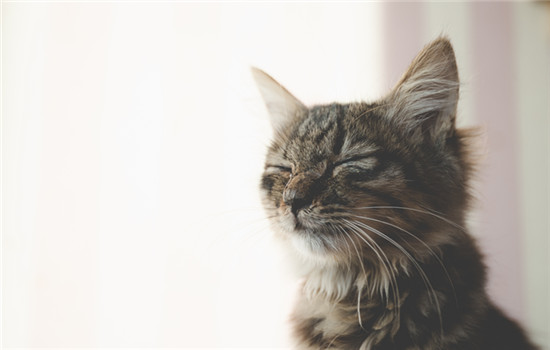 百合对猫咪的危害