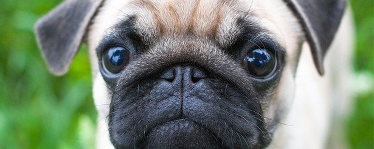 狗洗澡用多少度的水合适