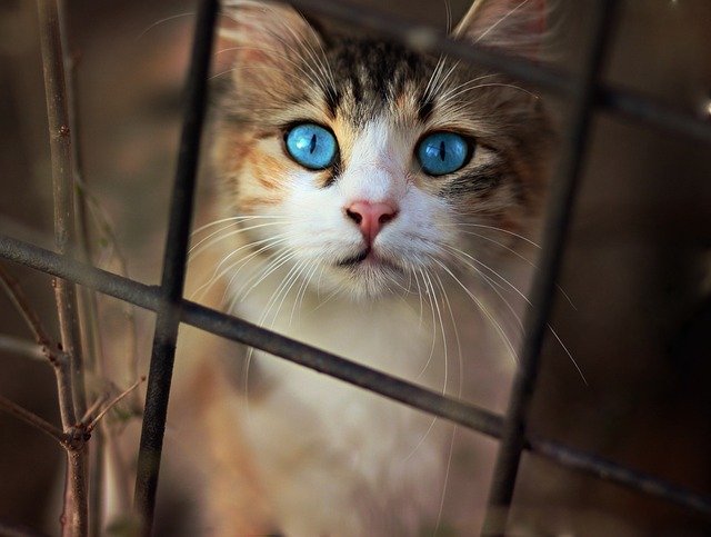 猫咪一般一天拉几次屎