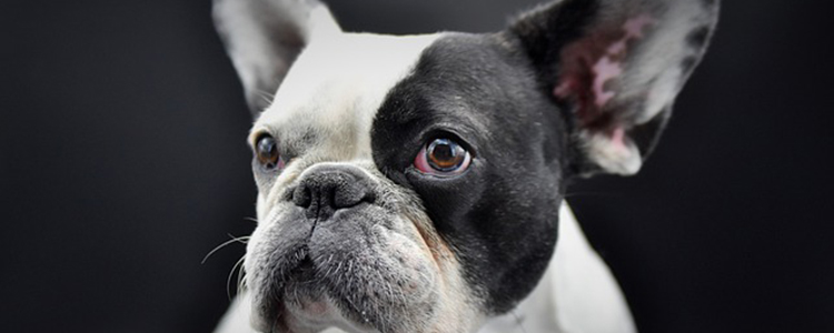 狗狗放屁很臭正常吗