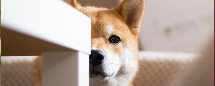 两个月的柴犬如何喂养训练