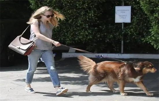 什么狗认主人不会跟陌生人走