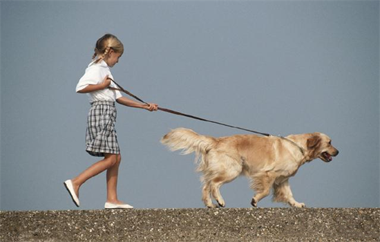 什么狗认主人不会跟陌生人走
