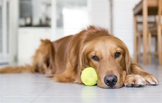 ​狗狗每天趴着不会无聊吗