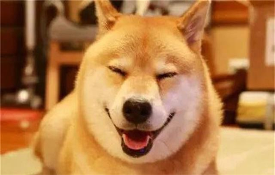 ​什么动作让狗知道你喜欢它