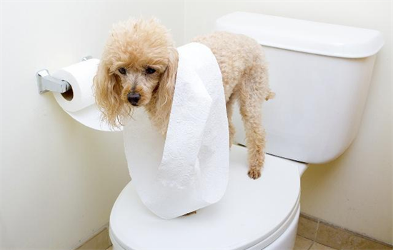 ​狗早上叫个不停怎么办