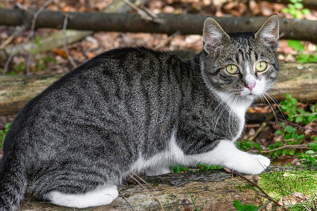 猫可以用人的洗发水洗澡吗