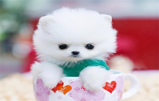 茶杯犬长什么样子