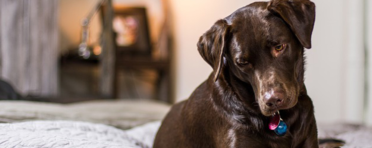 狗狗可以吃土豆片吗