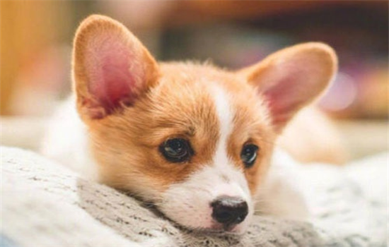 柯基幼犬睡眠时间长吗