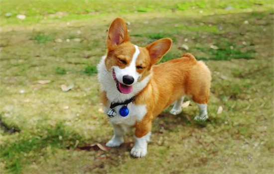 柯基适合多少温度睡觉