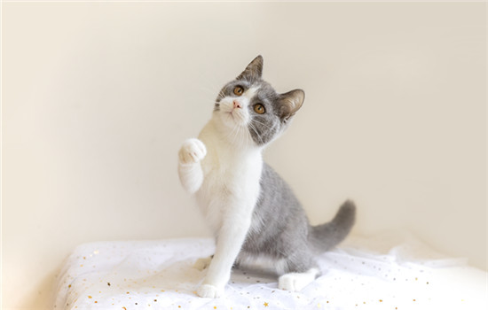 公猫尿频每次尿几滴吃什么药