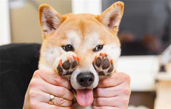 ​狗狗可以吃猫条吗