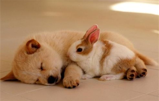 狗狗难受的各种症状及表现