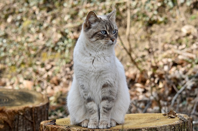 猫鼻支的早期症状