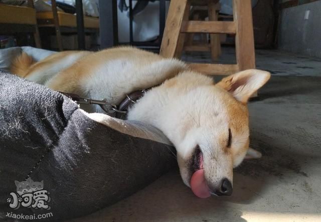 狗狗真的知道自己的名字吗？