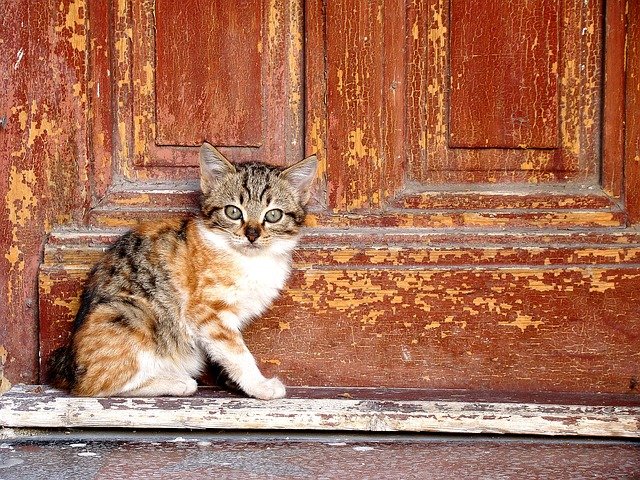 如何分辨公猫母猫