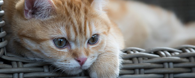 猫咪脱毛怎么解决