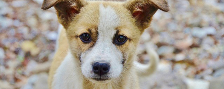 狗狗泪痕怎么消除