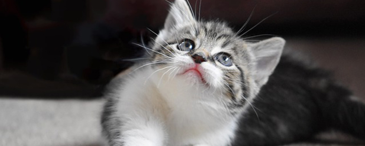 猫咪不吃东西怎么办