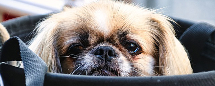 狗狗身上有结痂硬块是怎么回事