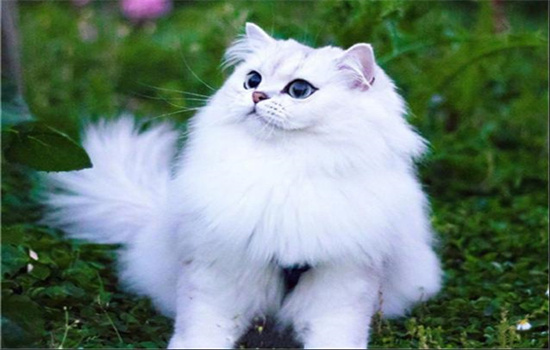 金吉拉和银渐层的区别