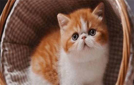 ​加菲猫最贵的毛色