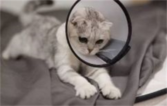 猫戴着伊丽莎白圈怎么吃饭