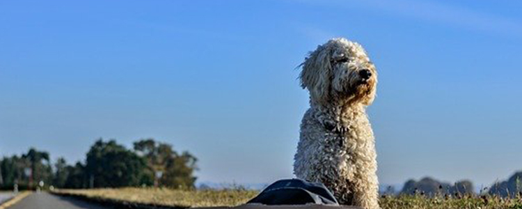 狗耳朵肿起来像充气怎么办