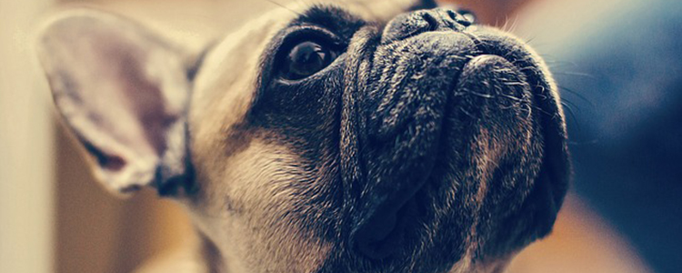 狗能不能吹空调过夜