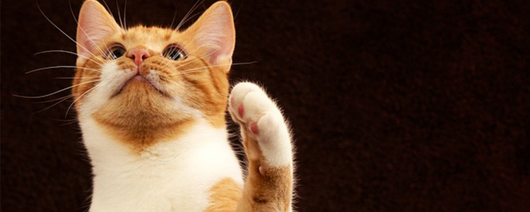 怎么让挑食的猫吃猫粮