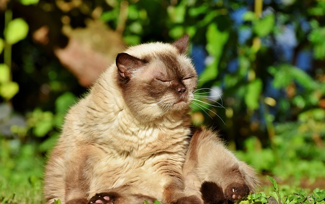 怎么让挑食的猫吃猫粮