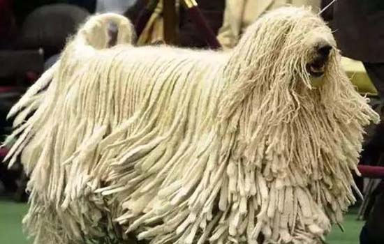 狗狗夏天发抖是什么情况