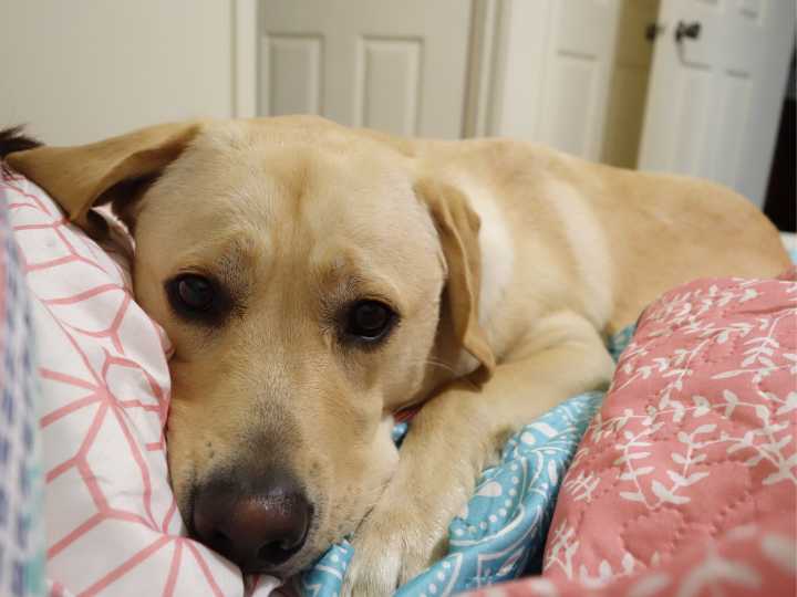 狗狗太粘人的坏处，怀念当初不粘我的它！